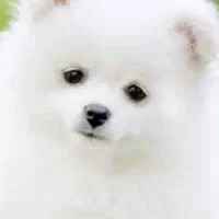 سگ پیدا شده