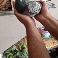 سلام کفتر مگسی شاه پر سفید فروشی .