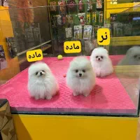 واگذاری سگ پامرانین|سگ|ری, عباسآباد|دیوار