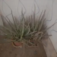 گل کاکتوس و مدل های دیگه