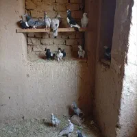کبوتر زدو خوردی