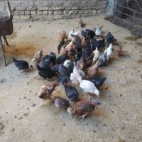 جوجه مرغ واکسن زده سرحال