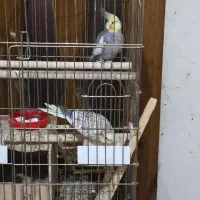 یک جفت عروس هلندی با قفس چرخدار