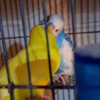 مرغ عشق جفت رنگ خاص لوتینو|پرنده|فردیس, فردیس|دیوار