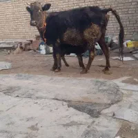 گاو شیری|حیوانات مزرعه|قیدار, |دیوار