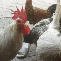 خروس جوان|حیوانات مزرعه|مشهد, شهرک صنعتی توس|دیوار