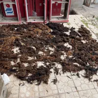 پشم گوسفند
