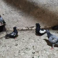 کبوتر سینه مشکی سبز پلاکی دورگ تهرانی بپر کفترسیاه|پرنده|لنجان, |دیوار