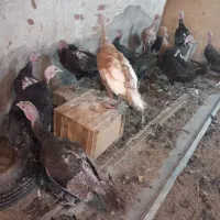 بوقلمون
