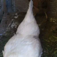 مرغ تخم گذار|حیوانات مزرعه|شاهین‌شهر, خبرنگار|دیوار