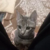 گربه خونگی