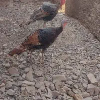 بوقلمون