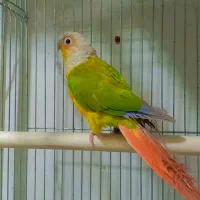 عروس هلندی گریچیک توله برزیلی|پرنده|ورامین, ورامین|دیوار