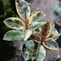 گل فیکوس گلخانه ماه گل