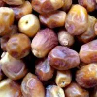 خرمای بوشهر خرما ،رطب، قصب|خوردنی و آشامیدنی|محمدشهر, شهرک پیام (مهرالبرز)|دیوار