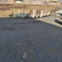 گاز محلی 20عدد