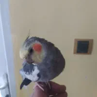 عروس هلندی سخن گو دستی|پرنده|بجنورد, |دیوار