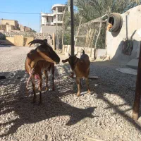 گیسه صلاله وبزمحلی داشتی وگوشتی چاق|حیوانات مزرعه|بندرعباس, |دیوار