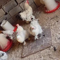 مرغ و خروس برهما|حیوانات مزرعه|خسروشاه, |دیوار