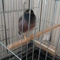 مینا مرغ|پرنده|یاسوج, |دیوار