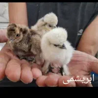 جوجه مرغ و خروس ابریشمی گلین جاپنیز لاکندزی کوشین