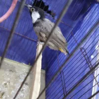 پرنده|پرنده|شادگان, |دیوار