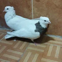 طوقی|پرنده|دره شهر, |دیوار