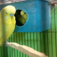 طوطی برزیلی.مرغعشق هلندی.مرغعشق انگلیسی|پرنده|چمران, |دیوار