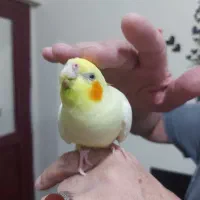 عروس هلندی لوتینو ماده رام شش ماهه مست مست|پرنده|رشت, یخسازی|دیوار