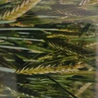 جو محلی فروشی