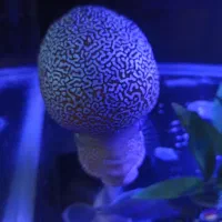 ماهی فلاور