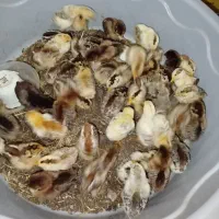 تعدادی جوجه محلی جهت فروش
