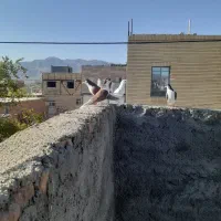 کفتر ساده
