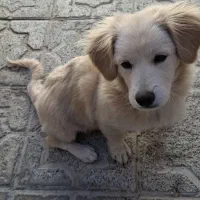 واگذاری سگ اشپیتز گوش افتاده|سگ|کرمانشاه, |دیوار