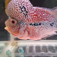 ماهی فلاور|ماهی|اسفراین, |دیوار