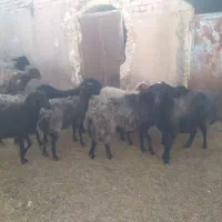 میش بوم ۲۰عدد