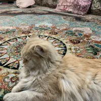 پرشین