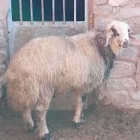 فروش قوچ ۴ دندان