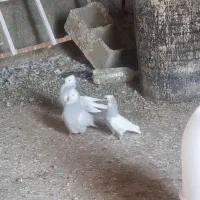 کفتر