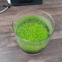 تنگ چمن زیبا