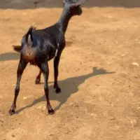 داشتی|حیوانات مزرعه|سقز, |دیوار