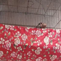 سهره|پرنده|قروه, |دیوار