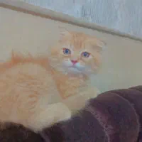 نژاد اسکاتیش دبل فولد