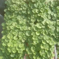 قلمه شمعدانی