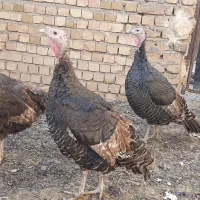 ۳عدد بوقلمون ماده با ۲عدد جوجه خروس ۶ماه