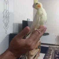 عروس هلندی زیبا وجوان وخونگرم قشنگ|پرنده|زنجان, |دیوار