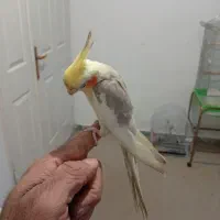 جوجه عروس ..وعروس نر بالغ رام|پرنده|ساری, |دیوار