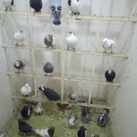 کبوتر بازی