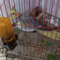 عروس پاریس نر