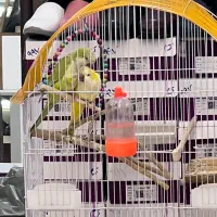 طوطی  راهب و خورشیدی|پرنده|اهواز, ۳۰ متری|دیوار